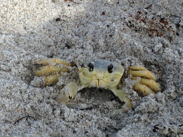 Crab at Beach